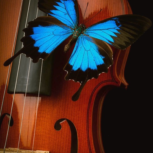 violynpie